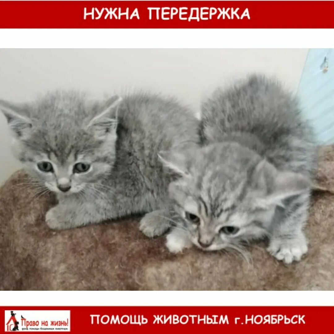 Котята по возрасту. Недельные котята. Котята 2 недели. Котята в возрасте 2 недели. Котята возрастом 3 недели.