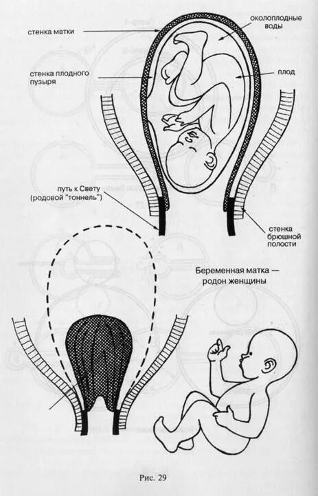 Матка (uterus, греч. metra)