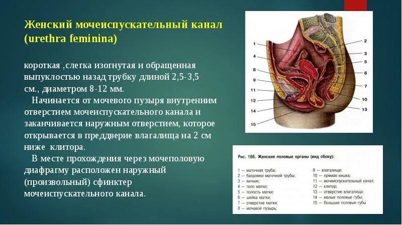 Уретра анатомия у мужчин и женщин. Длина мочеиспускательного канала у женщины. Длина мочеиспускательного канала у женщины. Мужской мочеиспускательный канал анатомия строение. Мочеиспускательный канал у мужчин строение анатомия.