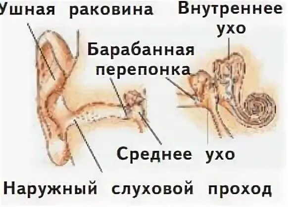2 строение наружного уха