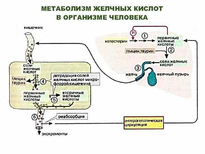 Синтез желчных кислот биохимия. Вторичные желчные кислоты биохимия. Схема регуляции синтеза желчных кислот. Метаболизм желчных кислот биохимия.