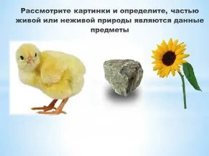 Видео 2 класс живая и неживая природа