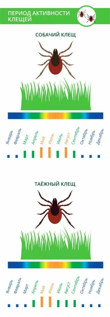 Активность клещей по месяцам. Период активности клещей. Месяца активности клещей. Сезонная активность клещей.