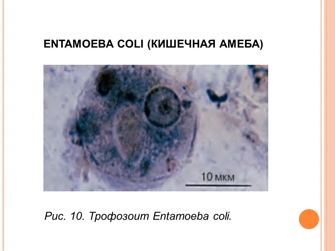 Кишечная амеба (Entamoeba coli). Цисты Entamoeba. Entamoeba coli циста. Entamoeba coli жизненный цикл. Entamoeba coli в кале