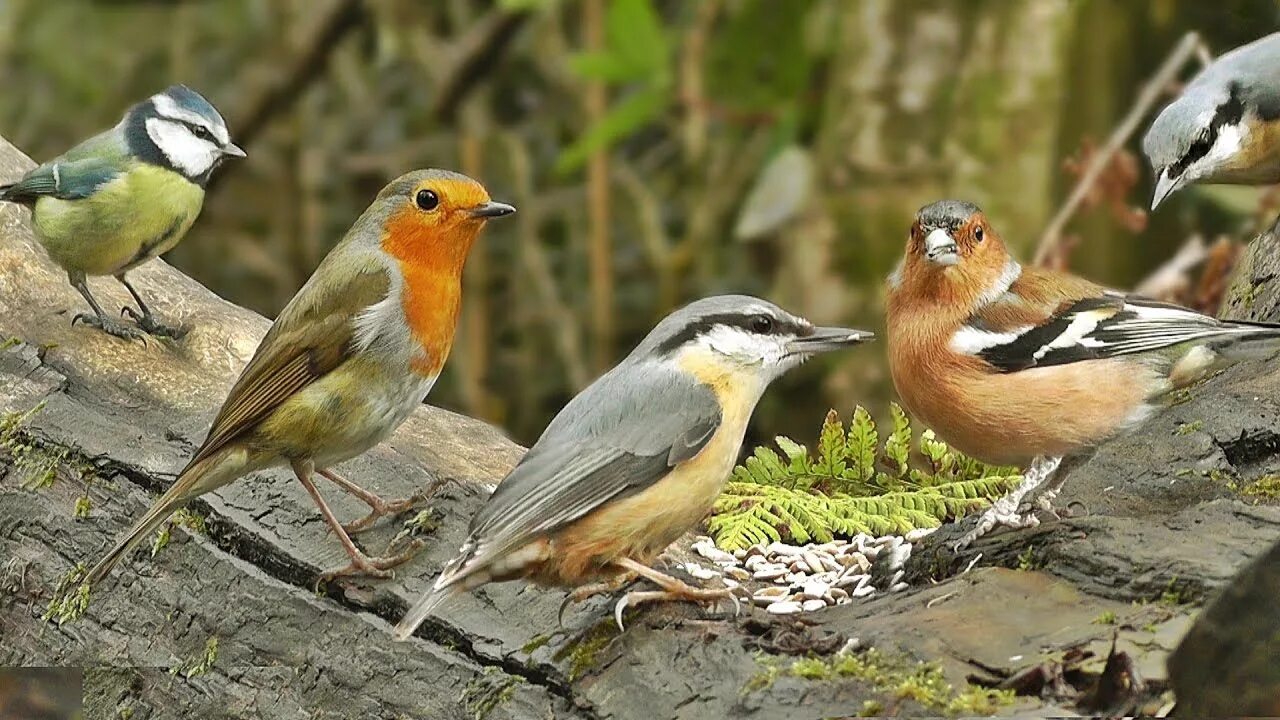 Forest Birds.