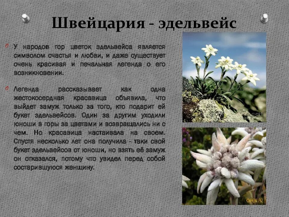 Какой тип питания характерен для эдельвейса. Цветок Эдельвейс символ. Эдельвейс цветок Легенда и символ. Родина растения Эдельвейс. Эдельвейс (растение) Легенда.
