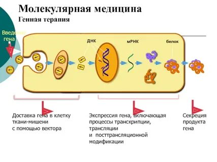 Внедрение гена