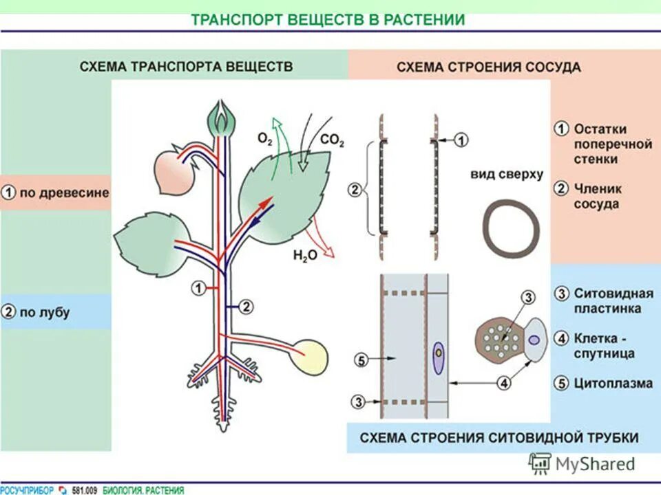 транспорт веществ у растений. особенности транспортной системы растений. транспортная система листа. ткани растений ксилема флоэма. транспортная система листа.