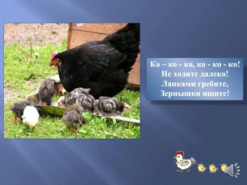 Лапками гребите зернышки. Ко ко не ходите далеко лапками гребите зернышки ищите. ко-ко-ко не ходите далеко. курочка коко не ходите далеко. ко-ко-ко не ходите далеко лапками.