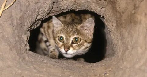 Cat hole