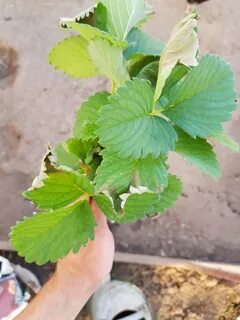 У клубники сохнут листья