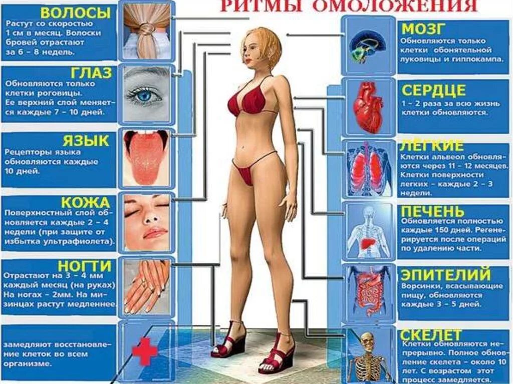 Обновление клеток в организме человека. Обновление клеток в организме человека сроки. Ритм обновления клеток организма человека. Сроки обновления клеток организма. Сколько в организме органов