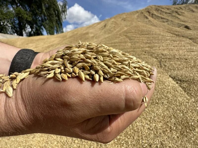 Овёс много на белом фоне. Зерна кофе россыпь. Тонна зерна. Гречка. Индия пшеница.