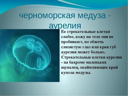 Веком медуз называют эру