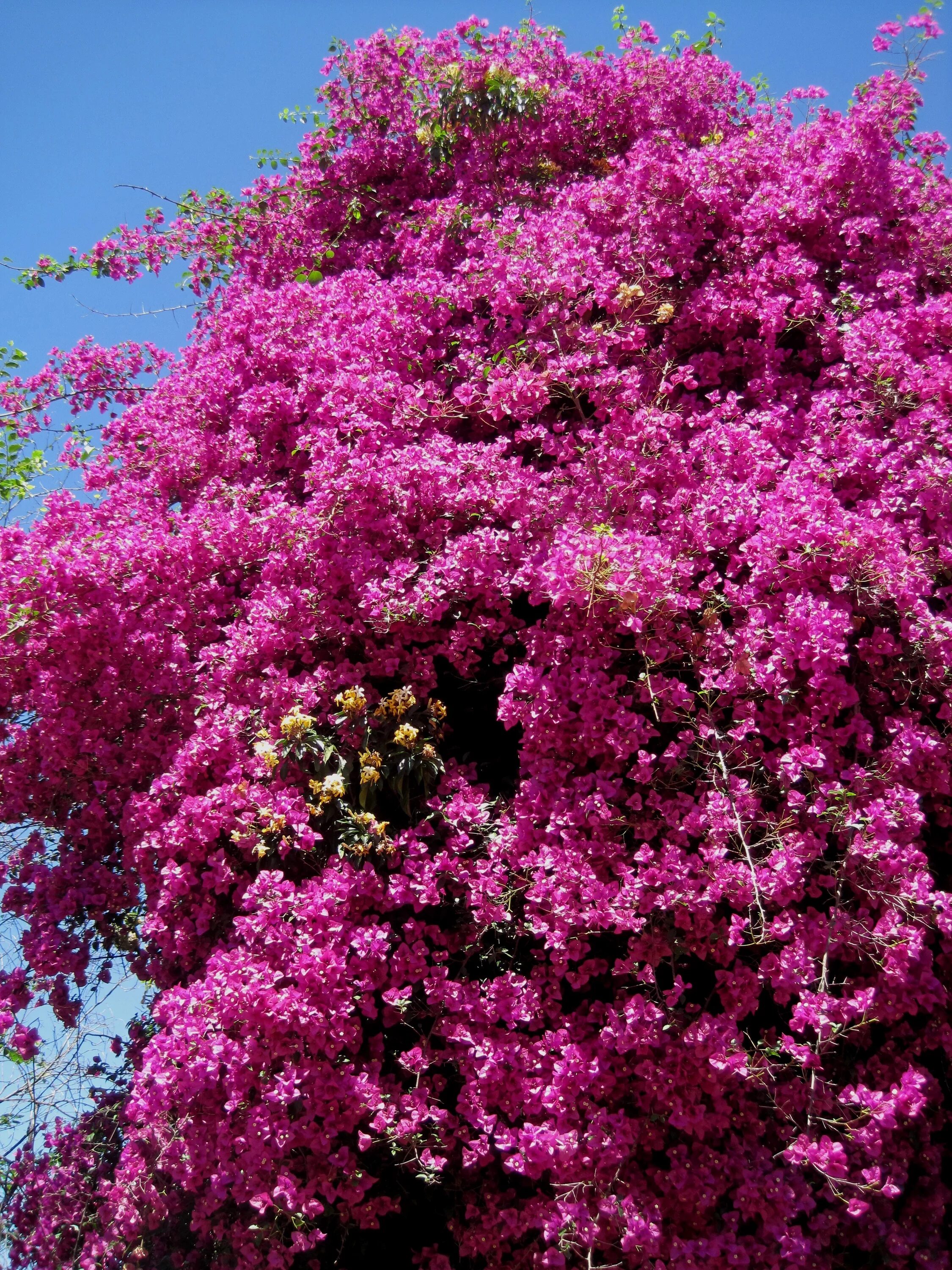 Цветущие деревья фото с названиями. Бугенвиллия Сакура. Бугенвиллия рододендрон. Вечнозеленая Бугенвиллея. Цветущий кустарник бугенвиллия.