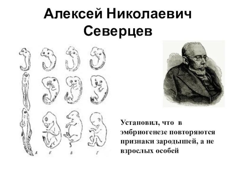 Онтогенез вариант 1. Северцев теории эволюции зародыш в онтогенезе. северцев алексей николаевич. северцев биогенетический закон. периоды онтогенеза северцев.