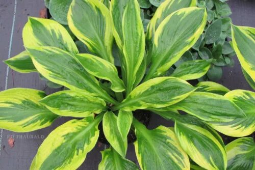 Хоста фоксфайр палм сандей. Хоста фоксфайр палм сандей. Хоста пальма сандей. Хоста foxfire palm. Хоста foxfire palm sunday.