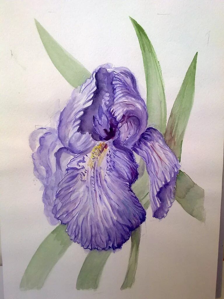 Ирис акварельными карандашами. Ирис поэтапно. Рисование ирисов. Рисование ирисов акварелью. Ирис поэтапно.