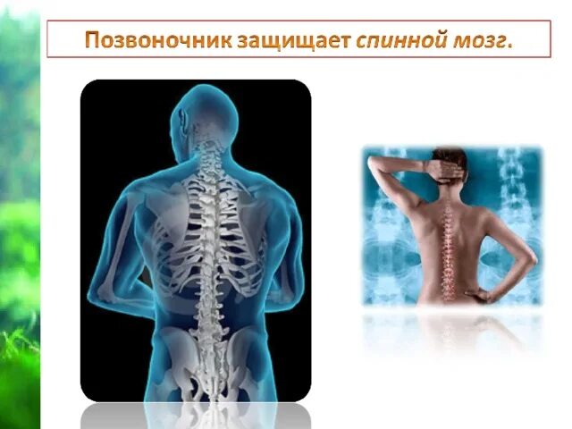 Тест 3 класс опора тела