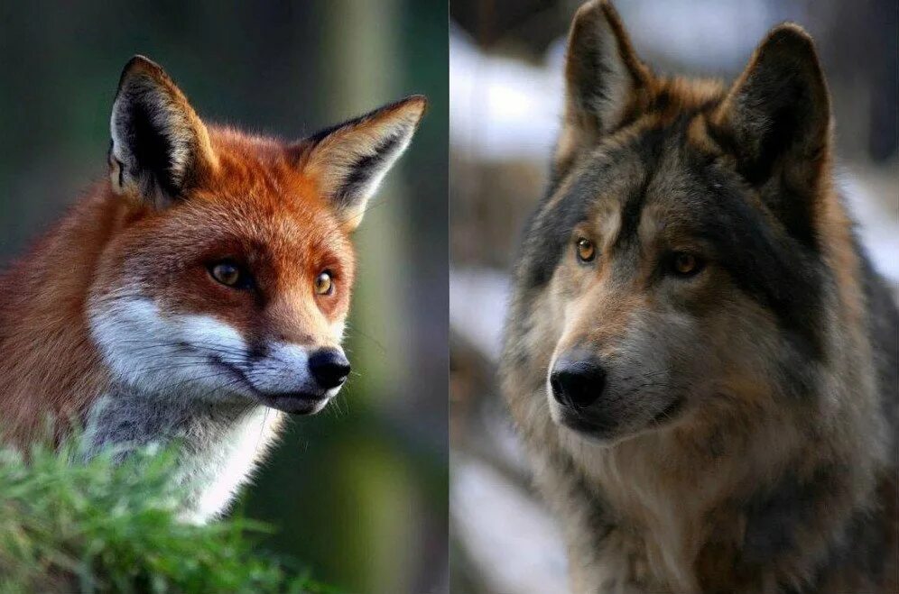 Волки лучше лис. Волк и лиса. Лиса. Лисы и волки. Лис и волк.
