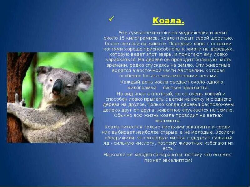 Коалом. Коала. Информация о коале. Коала описание. Рассказ о коале.