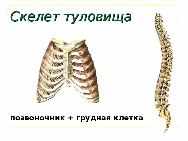 Грудина является частью скелета