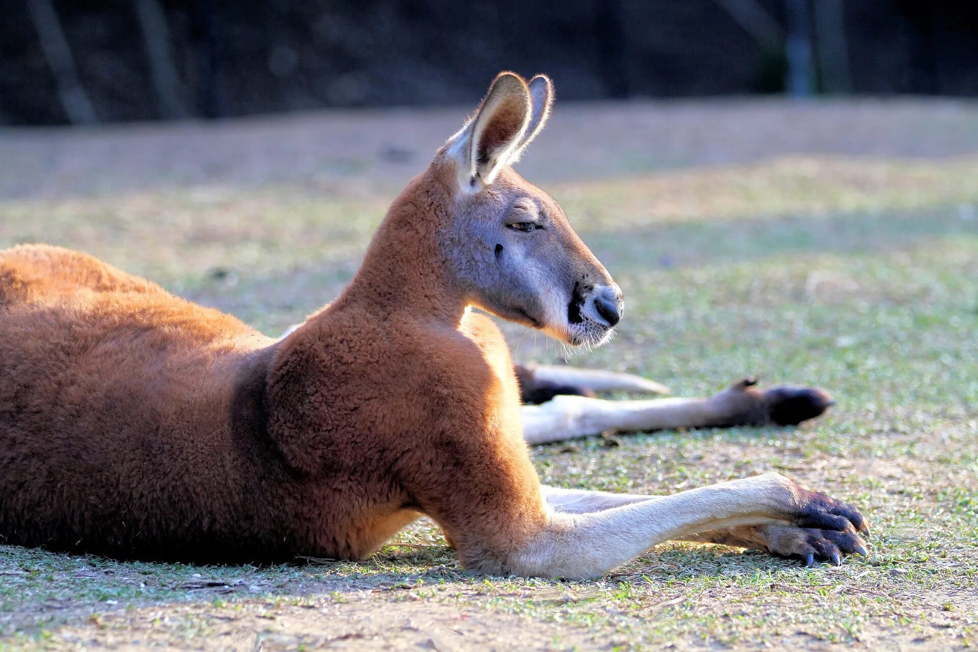 Эндемики Австралии кенгуру. Красный кенгуру в Австралии. Большой рыжий кенгуру эндемики Австралии. Сумчатые кенгуру. Кенгуру гранди