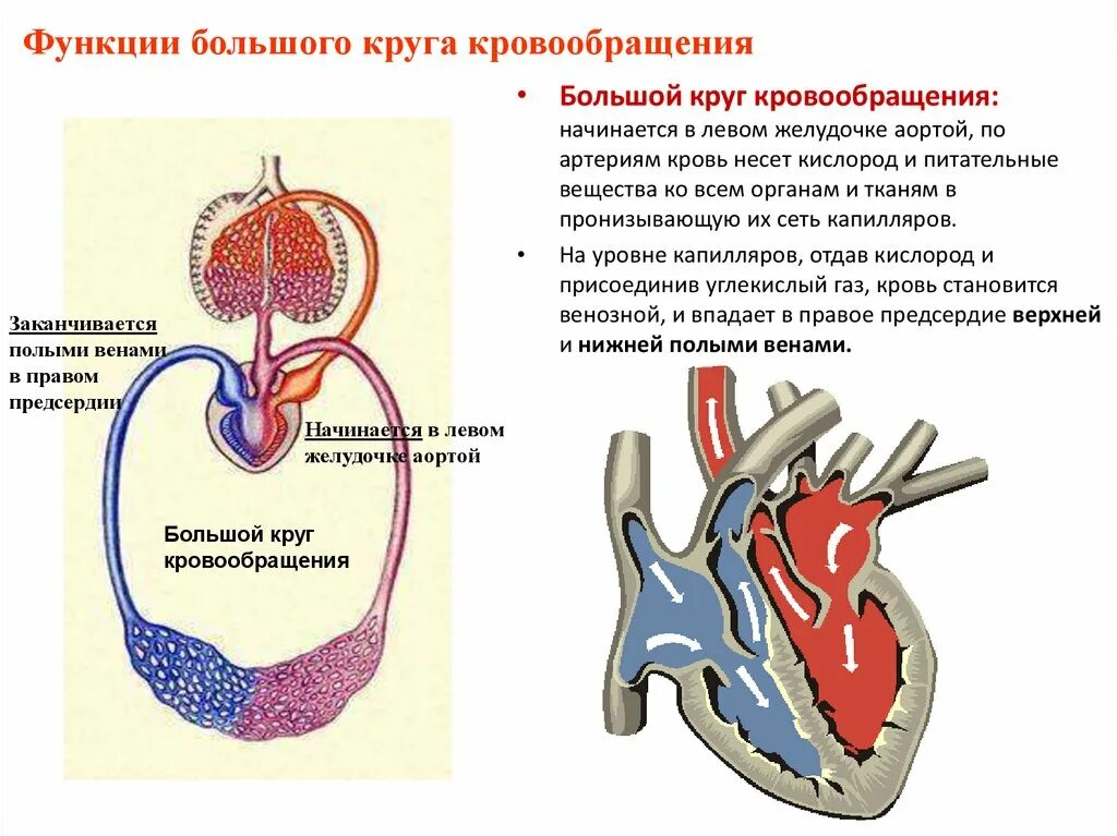 Большой круг кровообращения левый желудочек. Большой круг кровообращения начинается в желудочке. Большой круг кровообращения начинается в правом желудочке. Ьольшой КРУН кровообрвщения начинает.