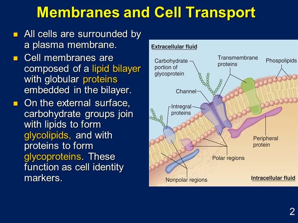 Cell membrane. Membrane transport. cell membrane function. membrane structure.