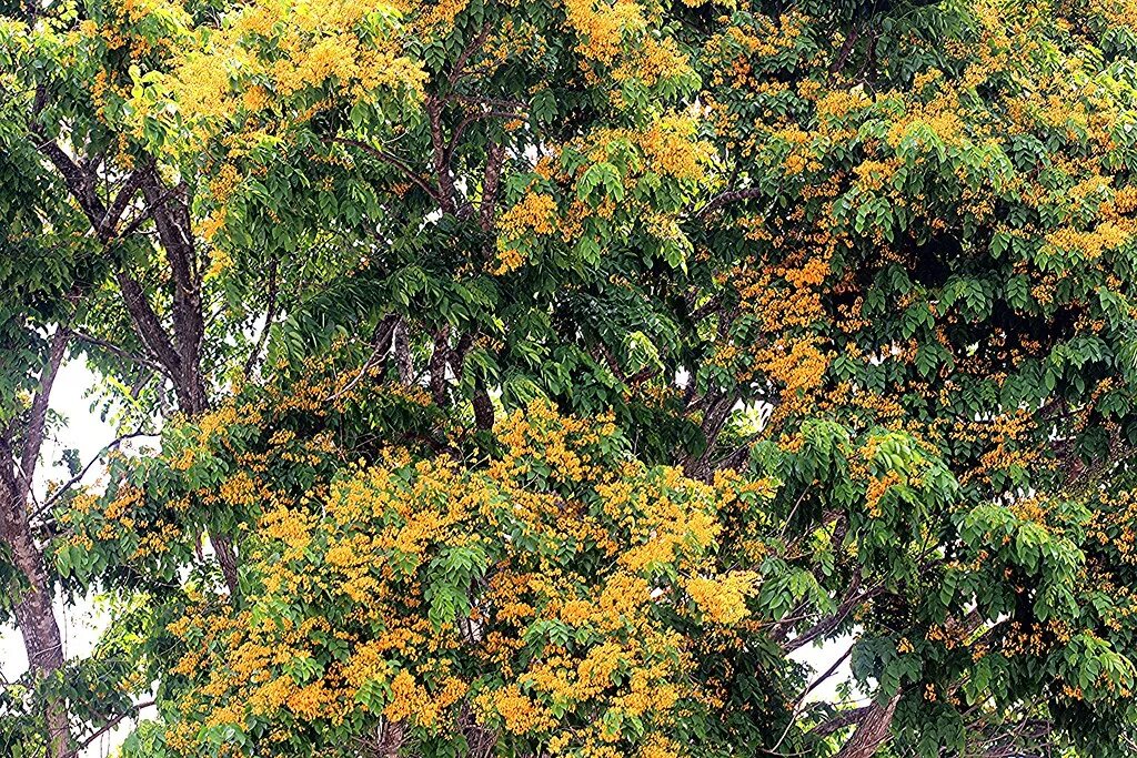 Дерево малайзия. Птерокарпус Сандаловый. Pterocarpus macrocarpus. Птерокарпус ангольский. Птерокарпус крупноплодный.