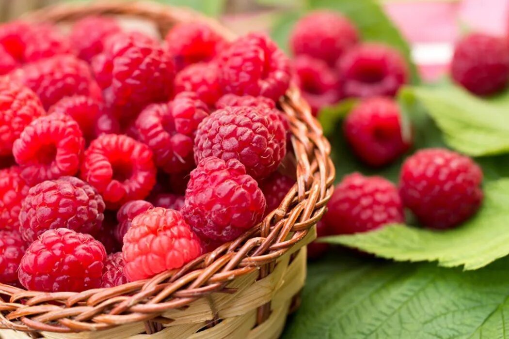 Малина метеор. Ремонтантная малина. Варенье малина. Малина тадмор. Бордовая малина.