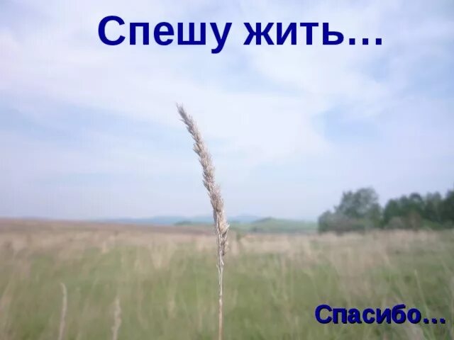 Спешите жить. Спеши жить. Спешите жить фото.