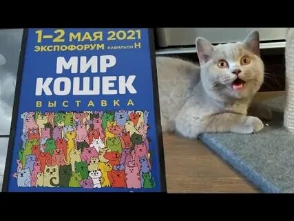 Кошка 2021