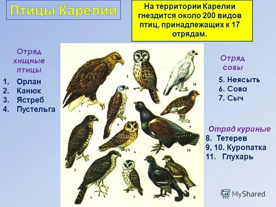 Птицы карелии фото с названиями и описанием Встреча с дикой фауной: наблюдение за птицами и животными