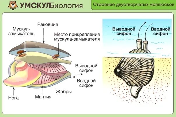 Двустворчатые моллюски фильтраторы. Вводной и выводной сифон у двустворчатых. Жизненный цикл моллюска беззубки. Размножение двустворчатых моллюсков.