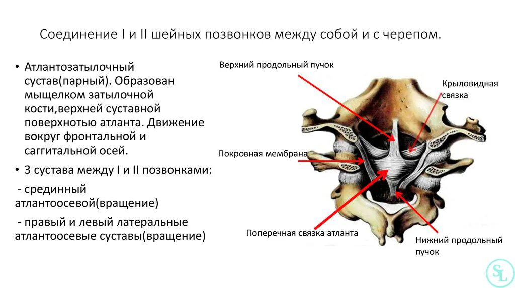 Соединения между затылочной костью. Соединение 1 шейного позвонка с черепом. Шейный отдел позвоночника шейный отдел позвоночника анатомия. Соединение между 1 и 2 шейными позвонками. Шейный отдел позвоночника соединение костей.