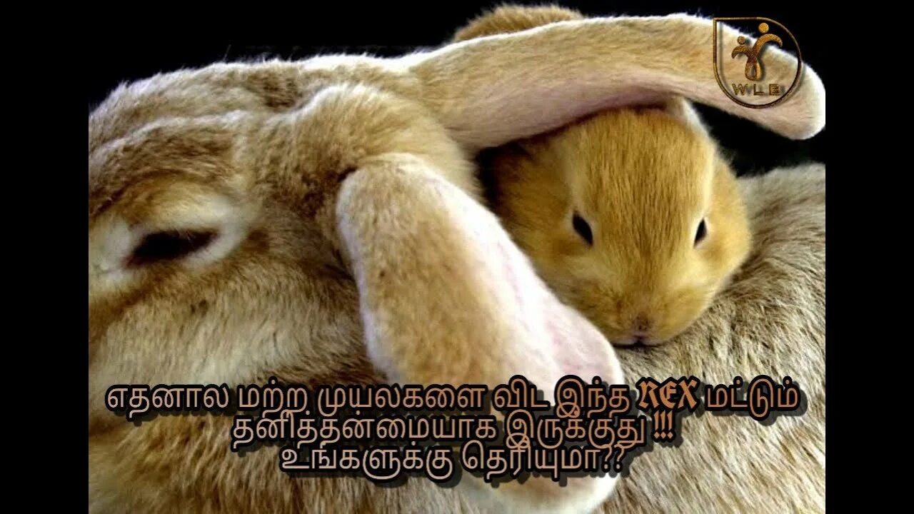 Rabbit live