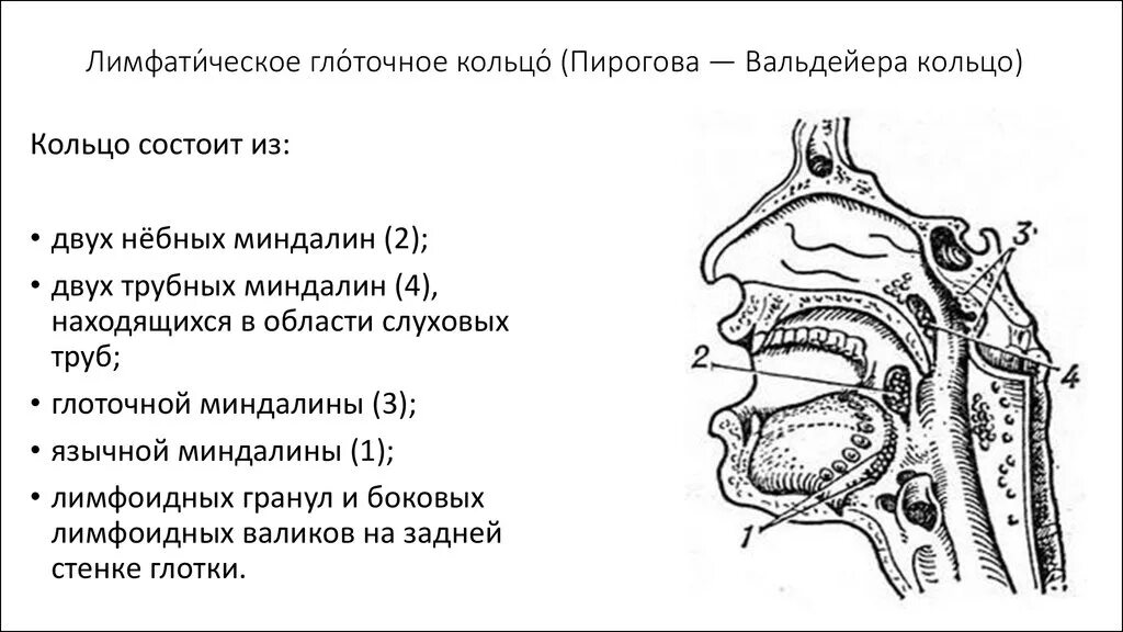 Глоточное лимфоидное кольцо Пирогова-Вальдейера. Кольцо Пирогова Вальдейера функции. Миндалины лимфоэпителиального кольца Пирогова-Вальдейера. Миндалины лимфоидного кольца Пирогова-Вальдейера.