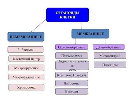 Особенности строения немембранных органоидов клетки