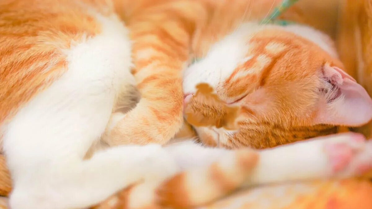 По утрам легкий холодок. Спящий кот. Спящий рыжий котик. Рыжий котёнок. Спящие котики.