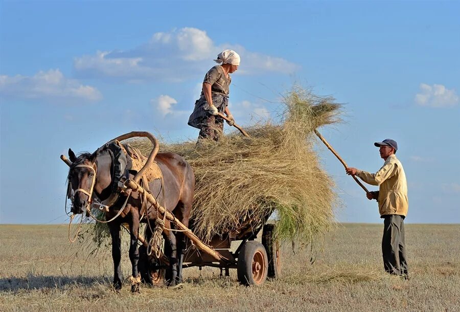 В каких сферах заняты жители сельской местности. Жители сельской местности. Сельский образ жизни. Сельский труд. Деревенские лошади.