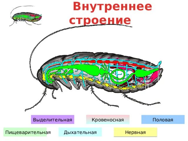 Лабораторная работа изучение строения насекомых. Лабораторная работа изучение строения насекомых