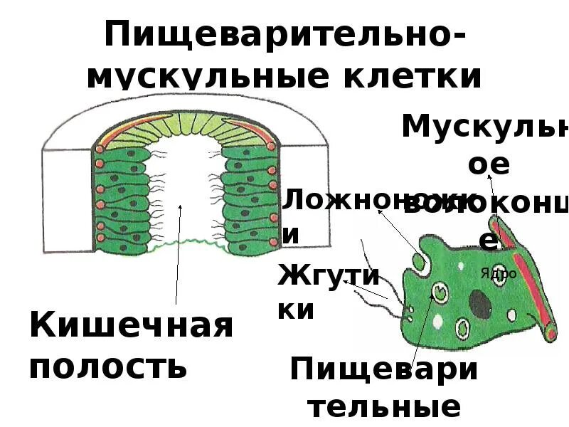 Какую функцию выполняет пищеварительная клетка. Пищеварительно-мускульные клетки кишечнополостных. пищеварение клетки. пищеварительно-мускульные клетки функции. пищеварительная клетка.