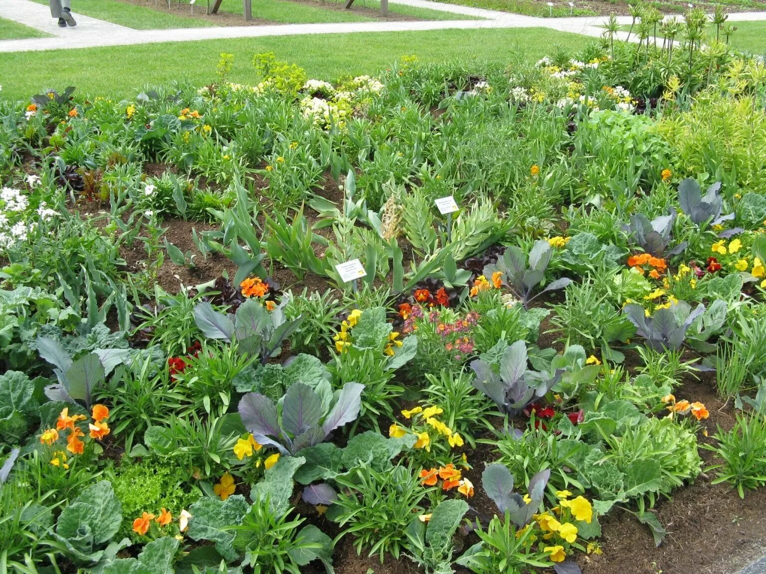 Примеры посадки овощей