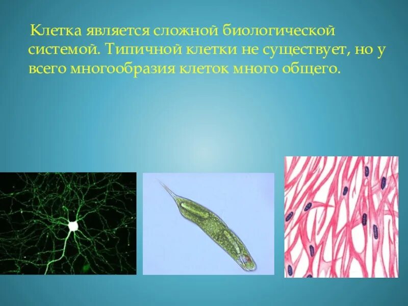 Биологическая клетка является. Биосистема клетка. Клетка является системой. Органеллы клетки презентация. Клетка сложная биологическая система.