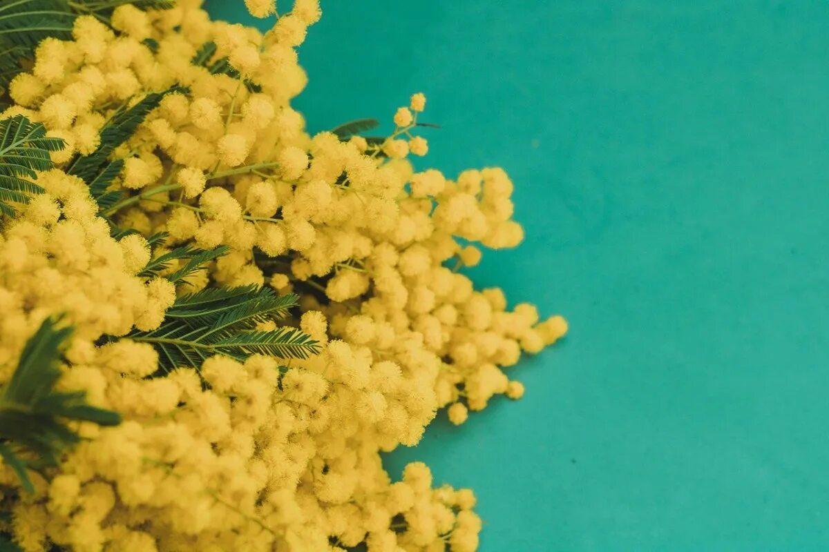 Как сохранить мимозу. Мимоза монобукет. Галисия мимоза. Как сохранить мимозу. Мимоза в вазе.