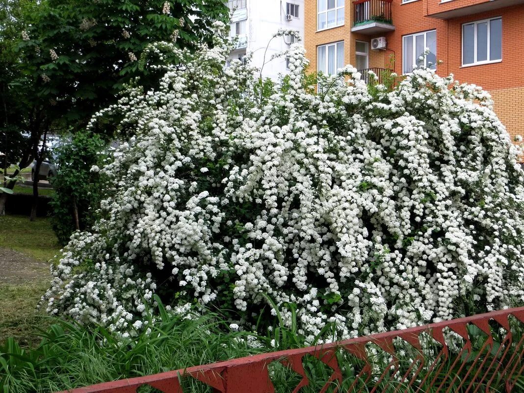 Кустарник белая невеста. Спирея Вангутта невеста. Спирея Вангутта белая невеста. Невеста кустарник спирея. Спирея белая невеста.