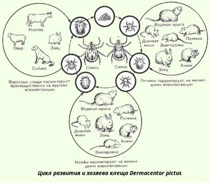 Цикл развития иксодовых клещей схема. Жизненный цикл иксодового клеща схема. Цикл развития таежного клеща. Цикл развития клеща энцефалитного.