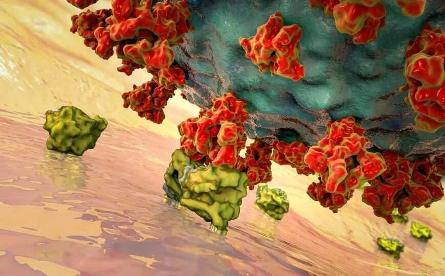 Цитомегаловирус фото людей. Пневмококк клебсиелла. Палочка пфейффера. Вирус вич и коронавирус. Коронавирус днк.