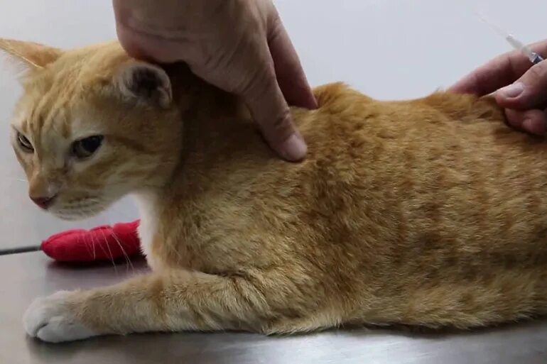 Подкожная инъекция собаке в холку. Место укола коту внутримышечно. Укол в холку подкожно коту. Уколы кошке внутримышечно в холку. Внутримышечный укол кошке схема.